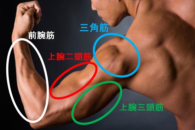 腕の筋肉の種類