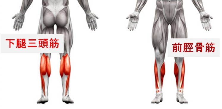 ふくらはぎと脛の筋肉の種類