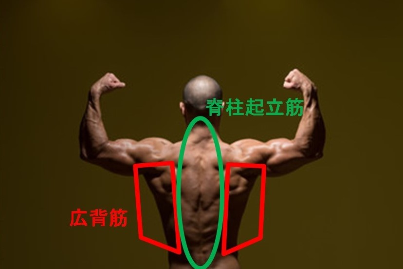 背中の筋肉の種類